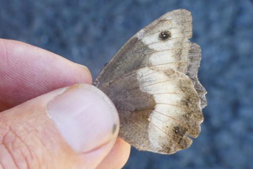Réf. 266 873 : Hipparchia alcyone